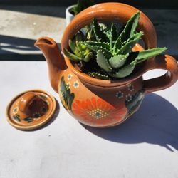 Succulent Pots 