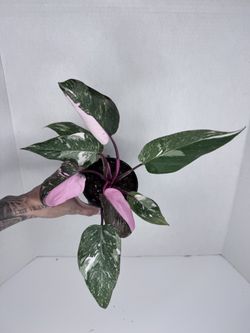 Philodendron Pink Princess Galaxy Plant