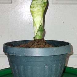 Dwarf Sansevieria Snake Plant 