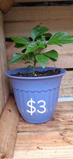 Habanero Plants