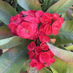 Euphorbia Milli/Crown of Thorns Large Flowers/Corona De Cristo Flor Grande 