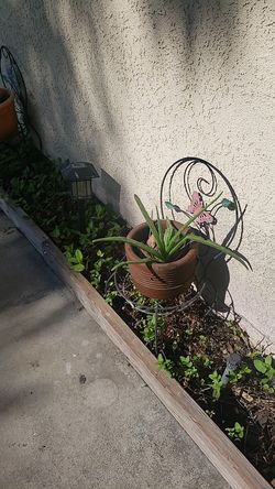 Sábila/ aloe vera plant with plant holder