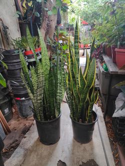 Snake Plants