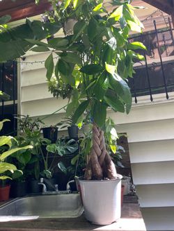 Super thick trunk XXL~4+ft (from ground up) braided money tree; 95820