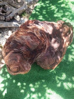 Raw wood burl for decor landscaping carpentry