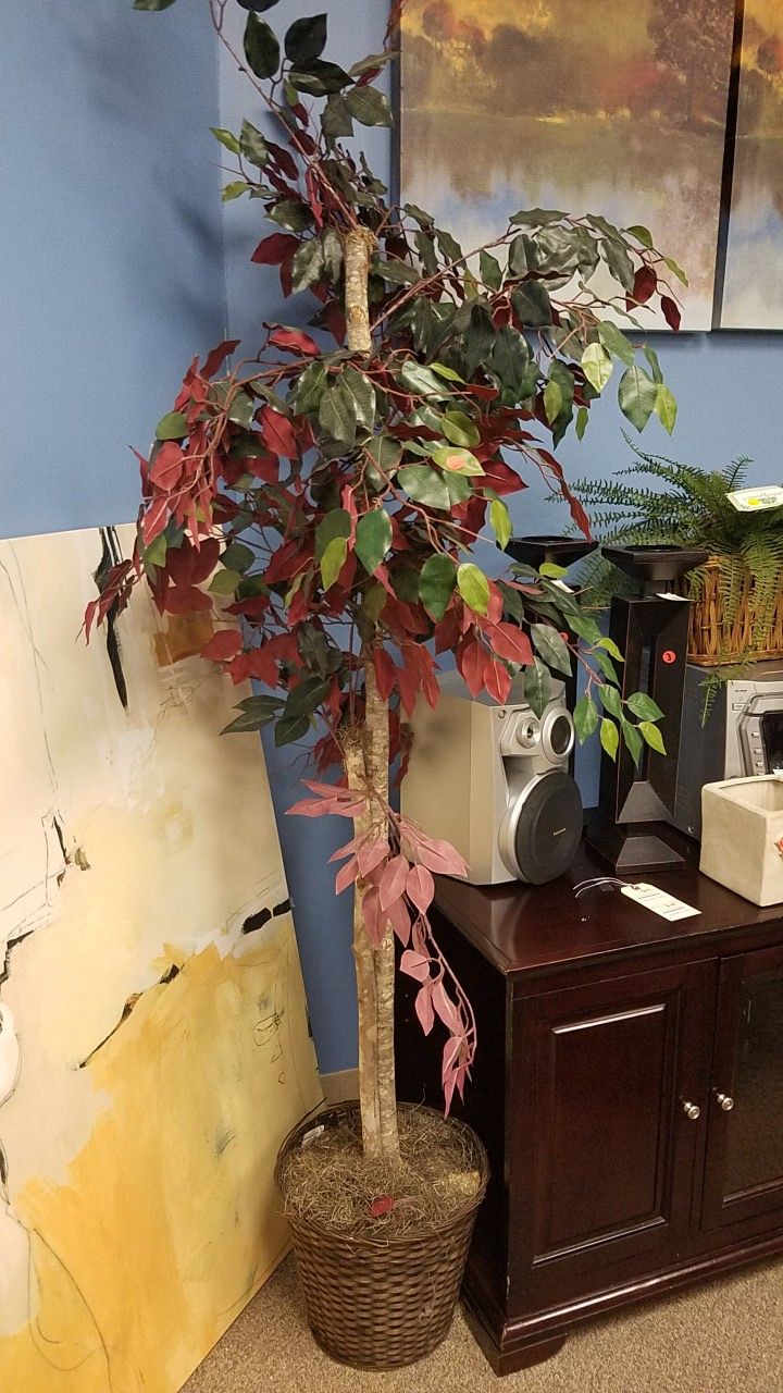 Assorted Plant $10 to $50 each