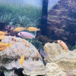 Fish tank with Fish 