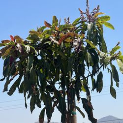 Mango Tree 