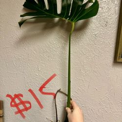 Monstera Cutting