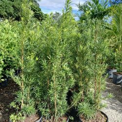 Podocarpus Hedges 4-4.5'ft $19🌱