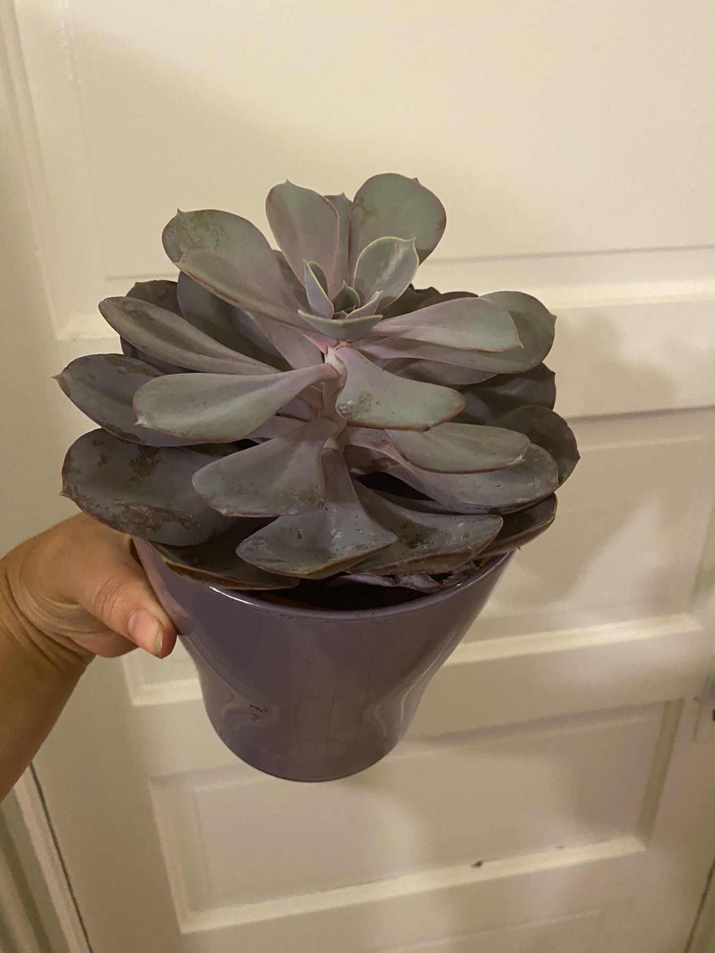 Beautiful purple succulent in purple ceramic pot