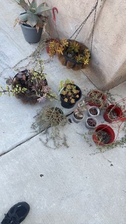 Succulents!