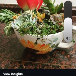 Succulent teacup