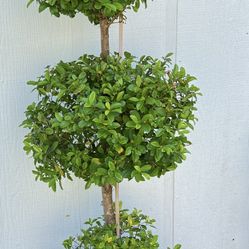 Topiary Trees W Planter, Bikes,etc   