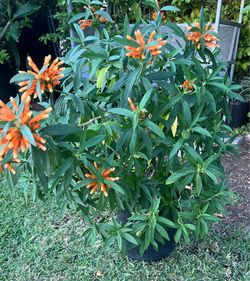 Leonotis leonurus Plant