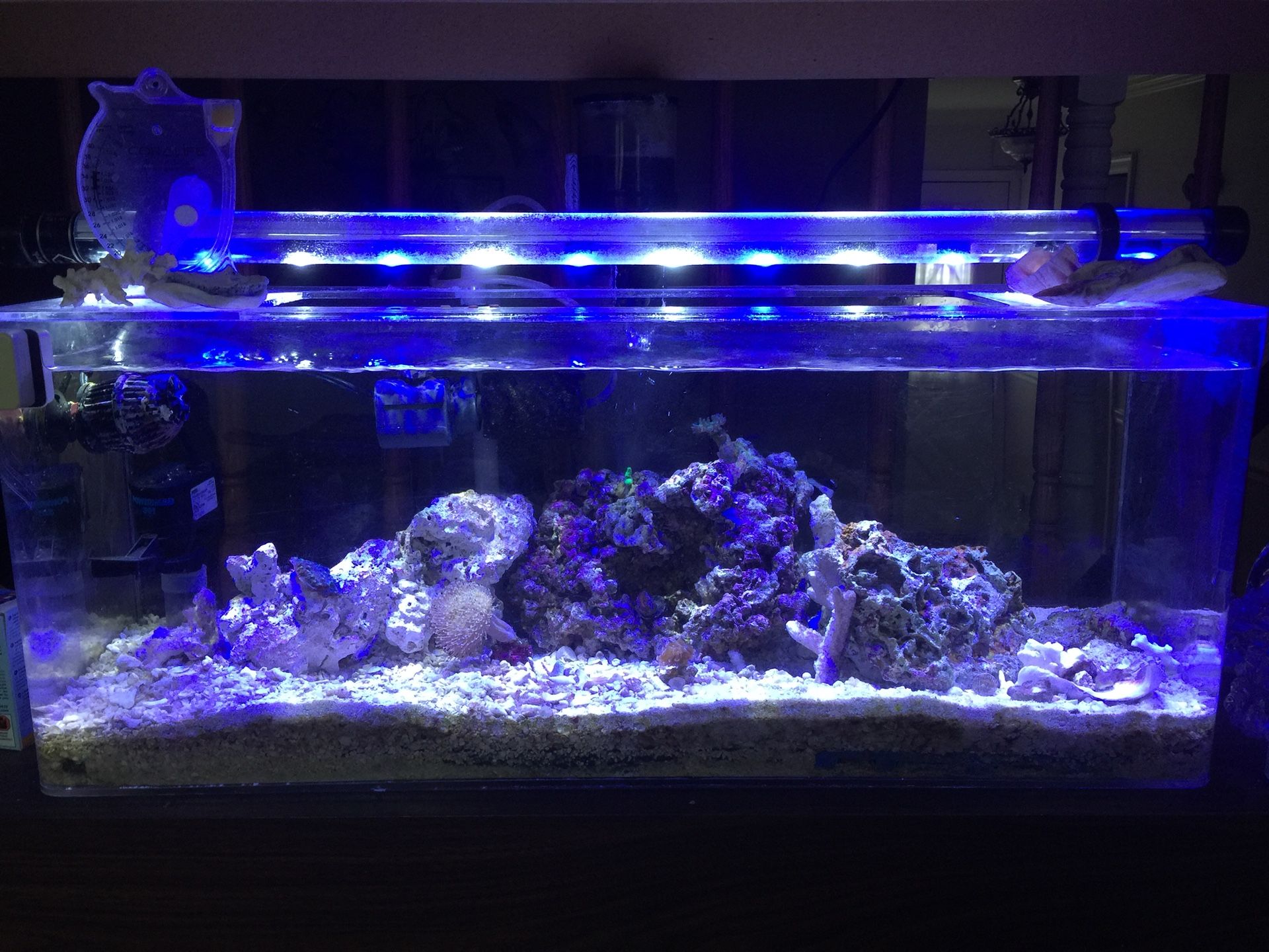 Salt water fish tank aquarium