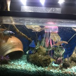 Betta And Tank 