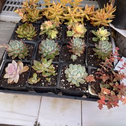 Succulent Plants Flat