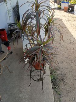 Fake plant