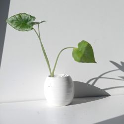 Alocasia odora 'California' starter plant/ Indoor Plant/ House Plant Flower Patio Garden 