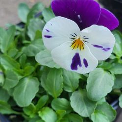 Purple And White Bicolor Viola Flower Plants! Perrennial Vareity! Several Colors Available! 2026 