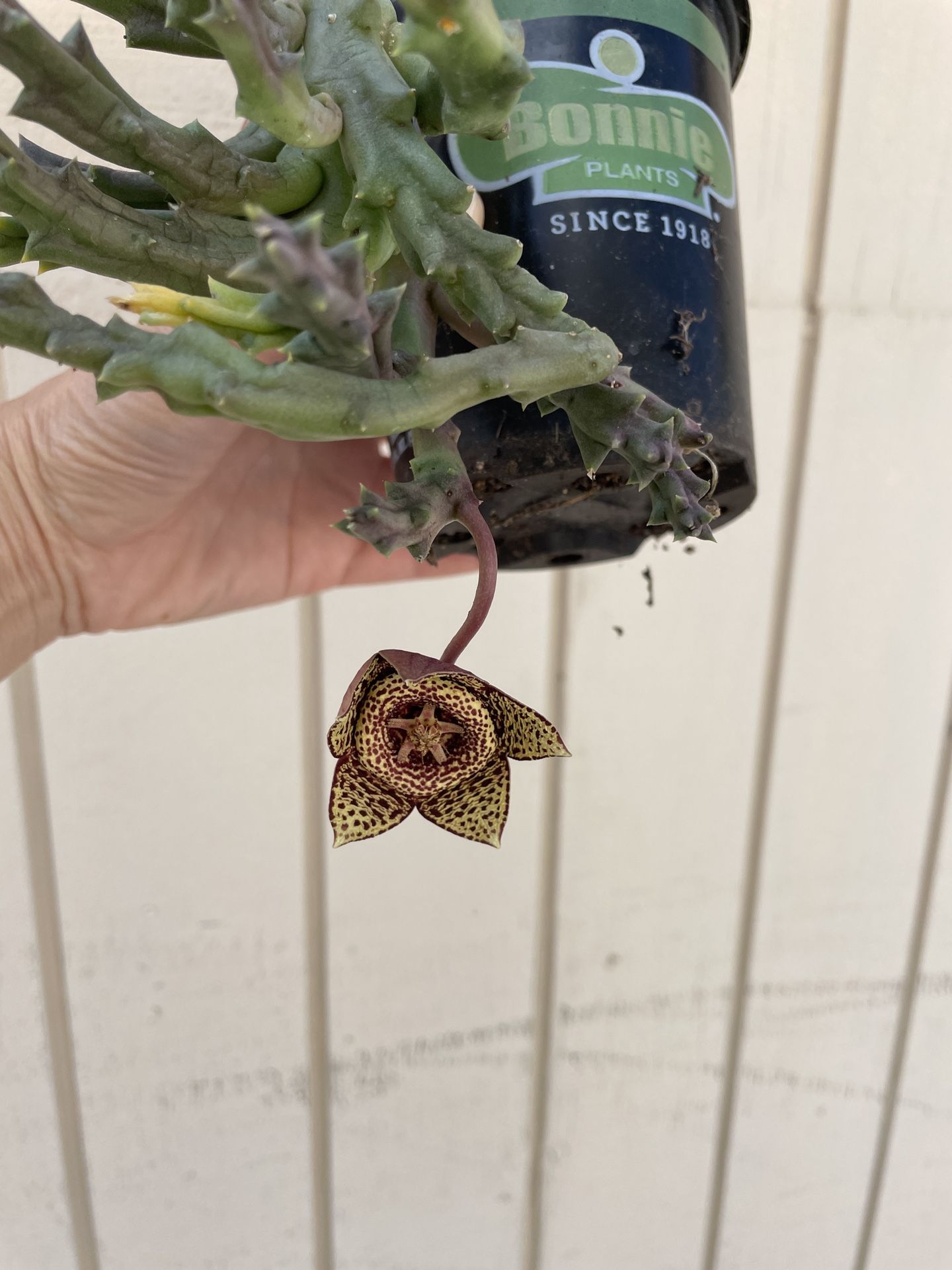 4in Pot Red Dragon Huernia Stapelia Succulent