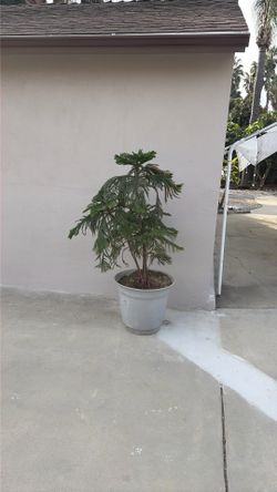 Norfolk Pine Porch Plant And Pot