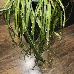 Rhipsalis Plant Cuttings (pls read description)
