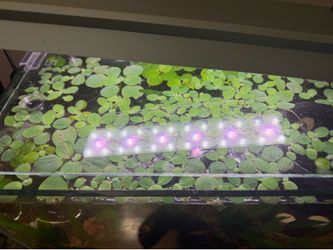 Dwarf water lettuce and Frogbit