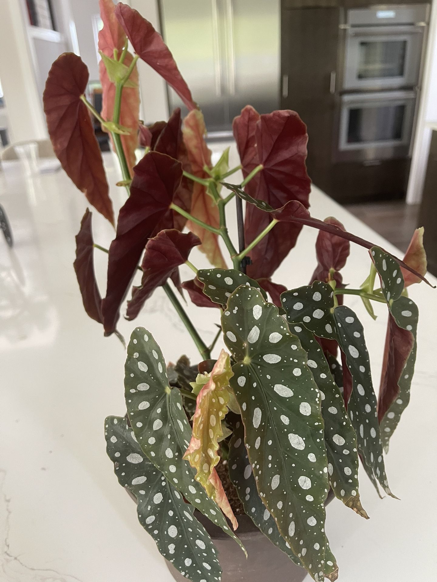 Begonia maculata - Polka dot