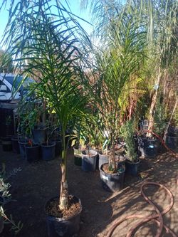 Palms
