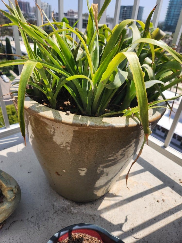 bromeliad plant and tan ceramic pot