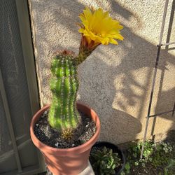 Cactus