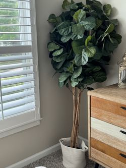 Fiddle Leaf Fig Tree With Basket