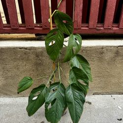 Monstera Pinnatipartita 4” Live Plant