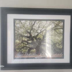 The Real Angel Oak