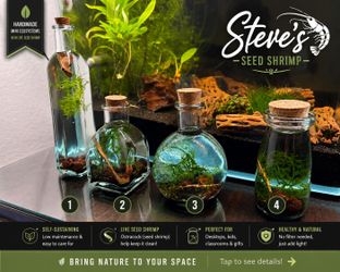 Desktop Nano Ecosystem! 🦐 Steve’s Seed Shrimp (Ostracods) | Aquarium Cleanup Crew