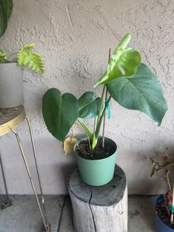 Baby monstera
