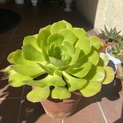 Green Aeonium Succulent Plant