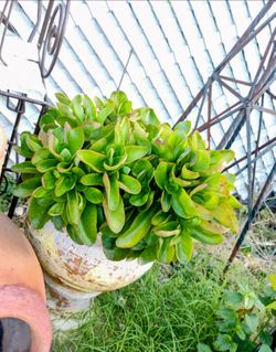 Plant , fancy vase