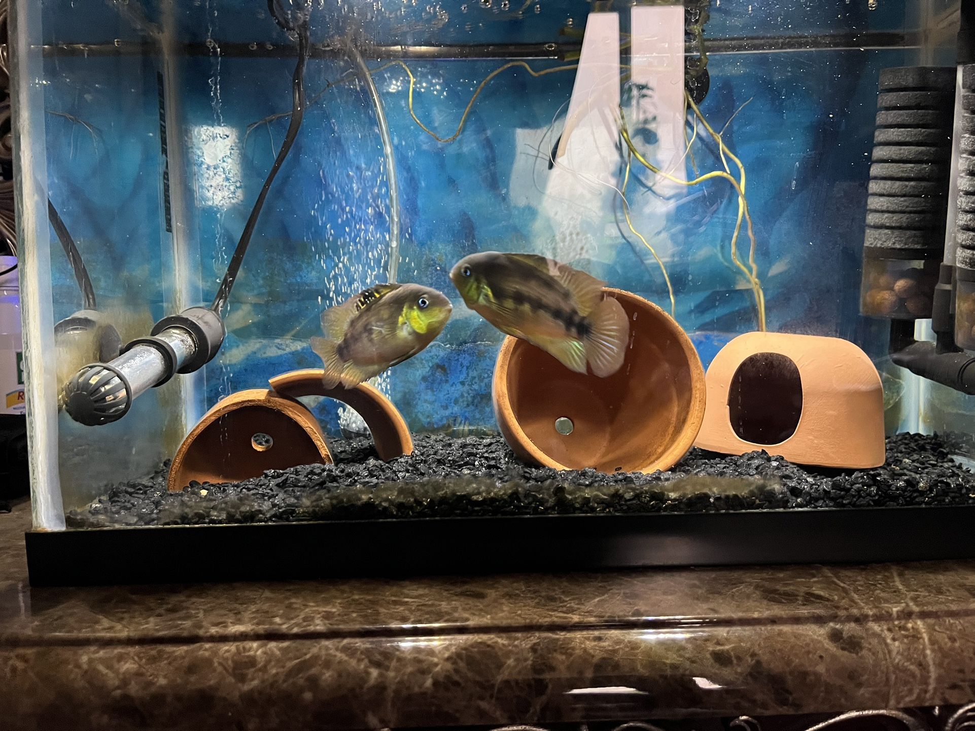 Fish Tanks And Decoration