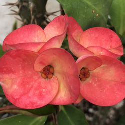 Corona De Cristo Baby Triyon