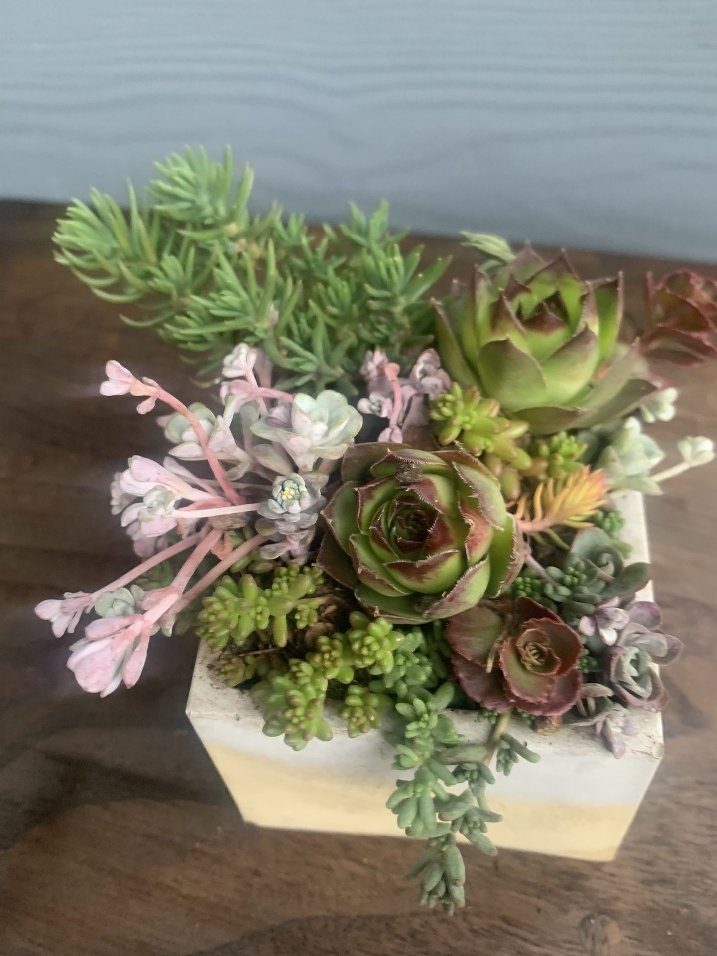 Succulent arrangement in cement Square planter