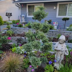 Boulevard cypress pom pom tree