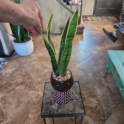 Sansevieria Snake Plant In Adorable 6in Ceramic Pot