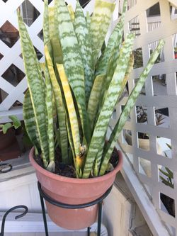 Big Snake tongue been long time grows up has thick strong roots