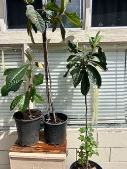 3 Loquat of Trees