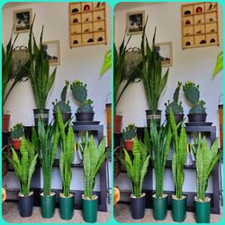 $15 Each Plants 🪴 