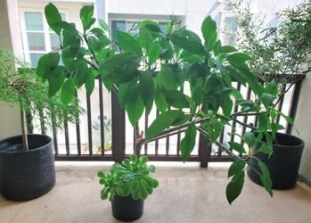 White Flowers 💚 Plumeria XL Tree