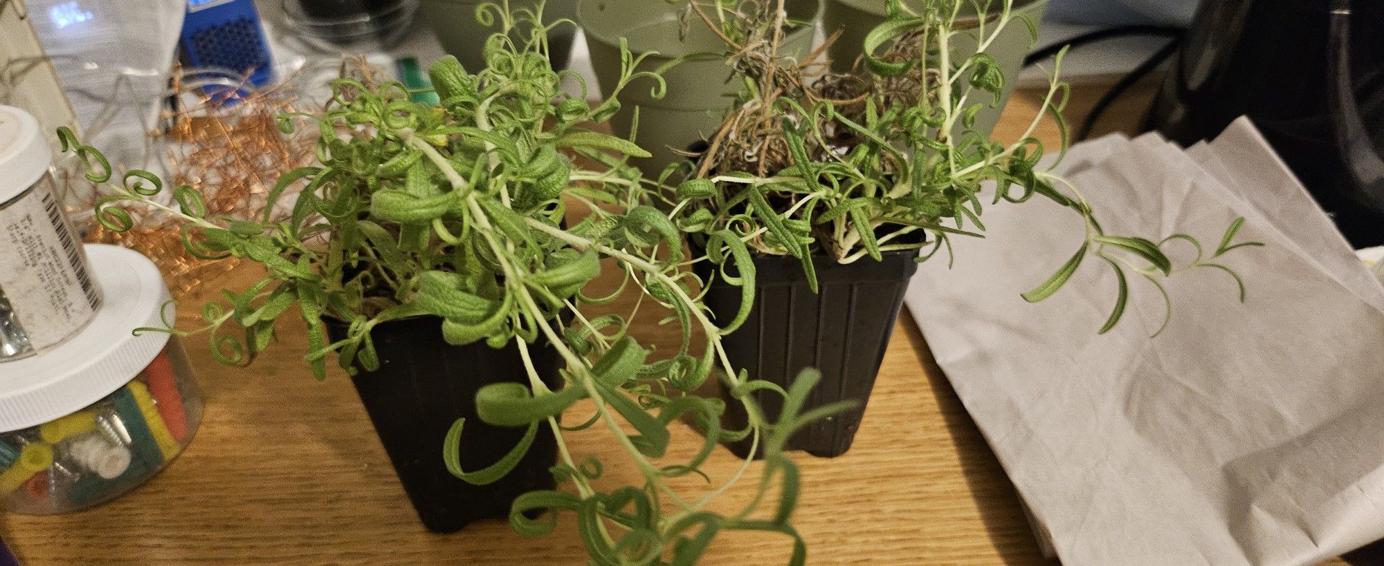 Rosemary Plants